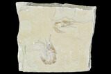 Two Cretaceous Fossil Shrimp - Lebanon #107420-1